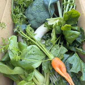 岡山県産朝採り野菜セット
