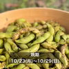 ‘23年〈晩期〉丹波篠山黒枝豆さや10/23(月)〜10/29(日)頃順次発送