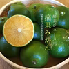 酵素ジュース用・摘果みかん 【農薬・除草剤不使用】 4kg 