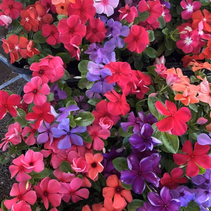 霜が降りるまで開花⭐日々草タトゥー&ミックス９センチポット苗