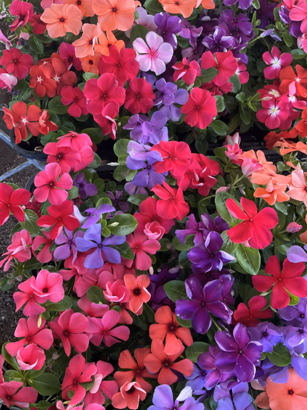 霜が降りるまで開花⭐日々草タトゥー&ミックス９センチポット苗