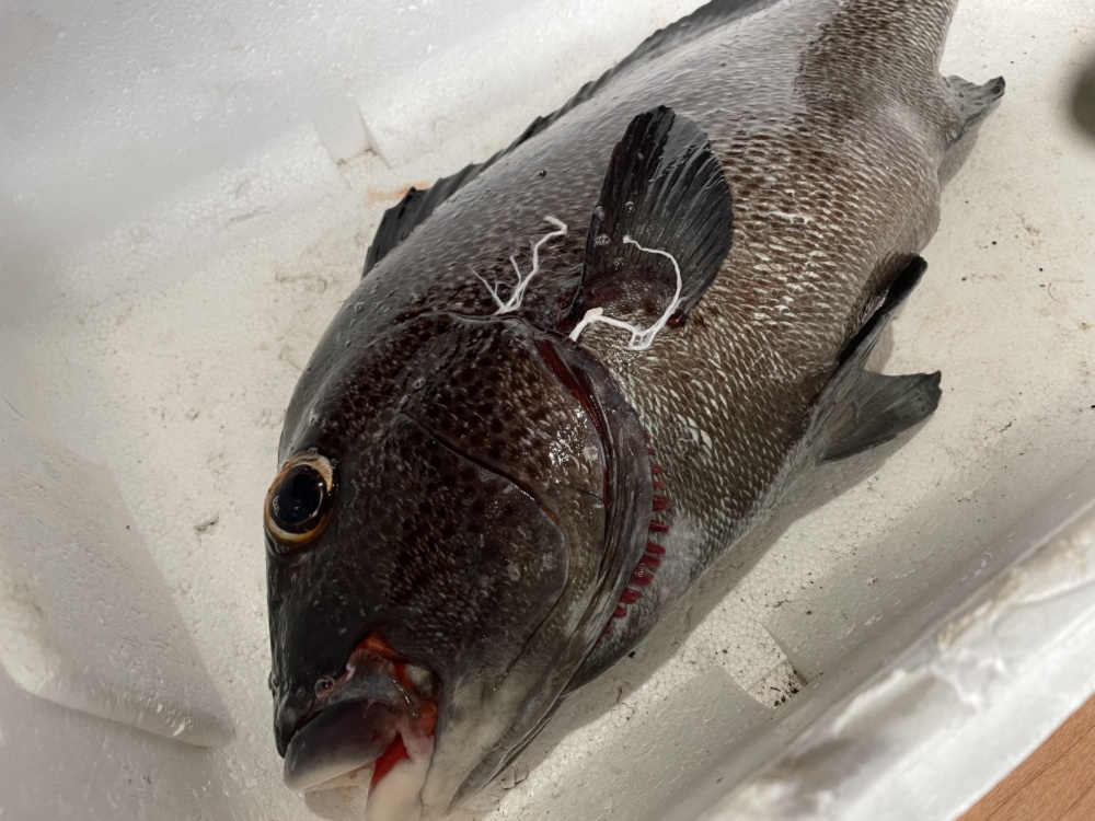 魚突き 捕獲動画あり アジアコショウダイ2 9kg 鱗 下処理済み 農家漁師から産地直送の通販 ポケットマルシェ