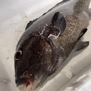 【魚突き】【捕獲動画あり】アジアコショウダイ2.9kg 鱗、下処理済み