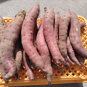 訳あり紅はるか(京都産) 家庭用 B級品 傷物 変形 虫食い 病斑など