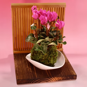 苔玉　シクラメン　(ピンク系)衝立付