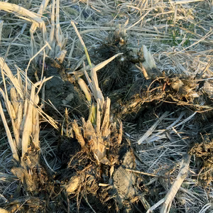 (増量) 奈良県産・マコモダケの苗（農薬不使用・化学肥料不使用）