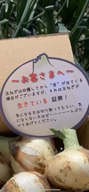 早い者勝ち！淡路島の訳あり極早生新玉ねぎ約３キロ！