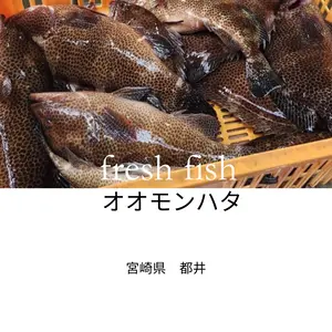 オオモンハタ