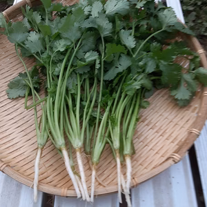 「パクチー大好き❕「パクチー＆ミニトマトアセット」3セット限定❕