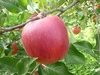 【お得】旬のりんご、甘柿詰合せ 約3kg