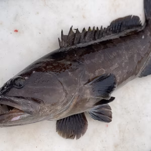 【松島産】幻の天然クエ （2.5kg）