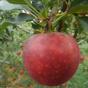 《真夏のりんご恋空》お得　家庭用小玉