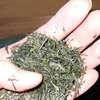 鹿児島茶 有機栽培茶 湧水上煎茶