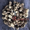予約商品【紫菊芋】農薬肥料不使用の三田盆地きくいも２kg｜フランスキクイモ