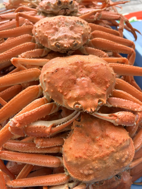 ボイル❗️オオズワイカニ　オス　