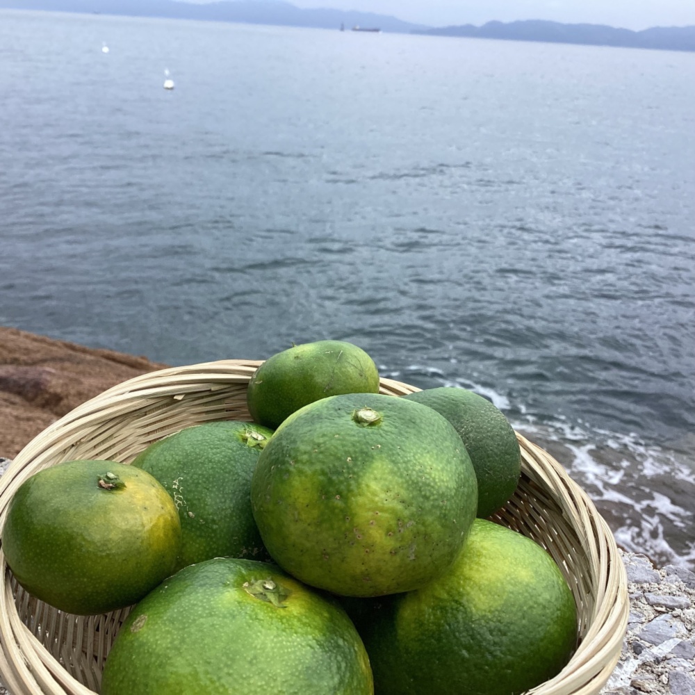 専用❤みかん♥もちぷに♥規格外…大きなブランケット☆Ｗボアケット⭐苺チョコ オプ】3枚。なび様専用♥みかん❤超もちふわ♥暖かWボア