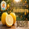 【見た目を裏切る甘さ】香り弾ける幻の柑橘『黄金柑』春限定フルーツお試し約1㎏