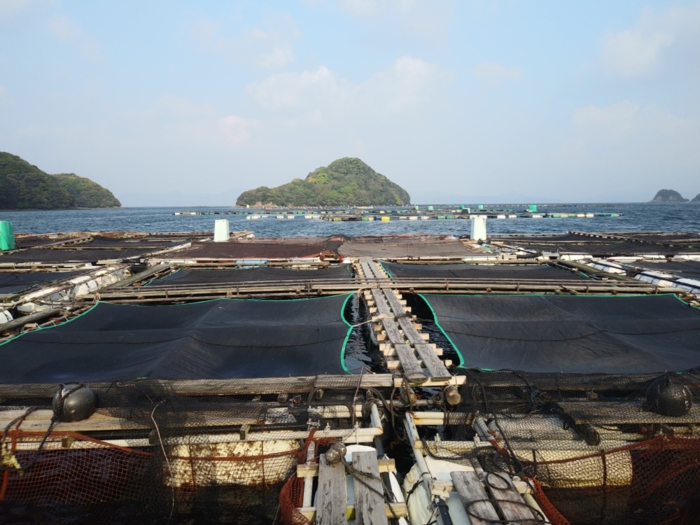 活き〆 丸のまま 日本本土最西端の海で大切に育てた真鯛とメジナ 有限会社 鳥羽水産 農家漁師直送のポケットマルシェ