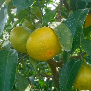 少量限定　緑色が残る甘酸っぱい極早生みかん（お徳用　訳あり）