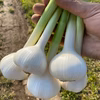 新ニンニク約1kg(農薬・化学肥料不使用)