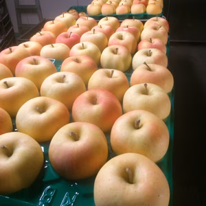 《香り高き貴婦人”トキ”》小玉家庭用　商品説明必読