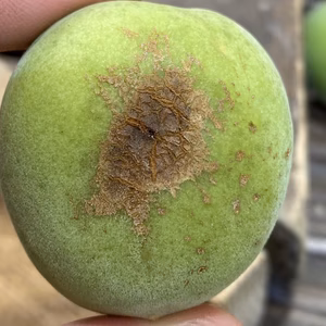 安く買いたい方に！大きな傷あり紀州南高青梅（木熟）