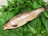 お刺身で食べられる「甲州ワイン鱒」柵 (約200g × 2パック)