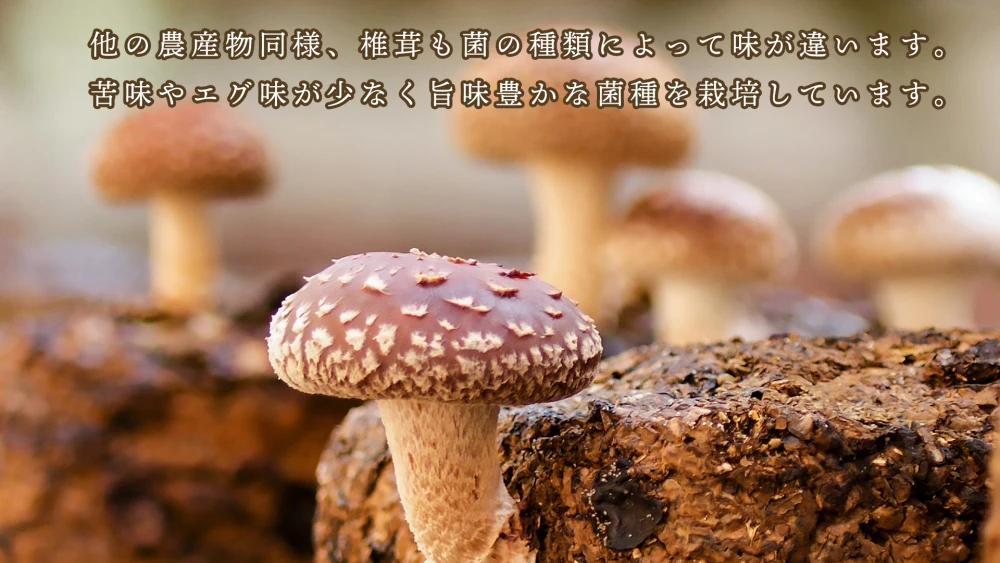 ラッキー椎茸1kg