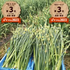 【予約限定】青森県産！農薬不使用のにんにくの芽＋葉＋つぼみ【令和７年新物！】