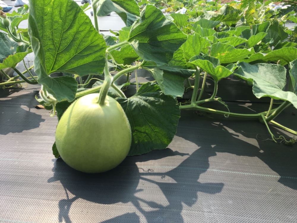 生かんぴょう Yugao 食べてみて 丸ユウガオの未熟果サイズ 農家漁師から産地直送の通販 ポケットマルシェ