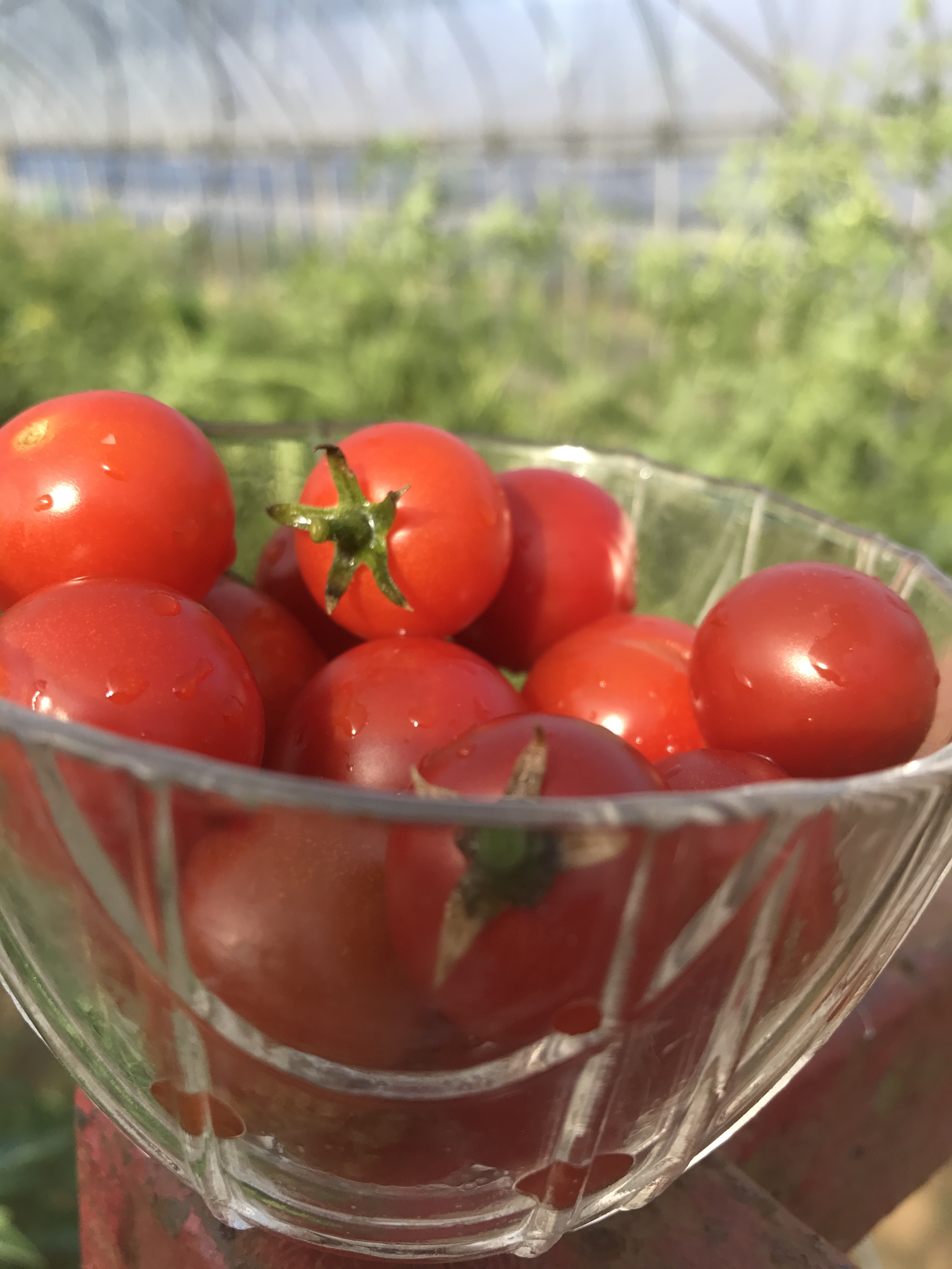 季節の百笑栽培オーガニック野菜セット(自然栽培・有機無農薬栽培