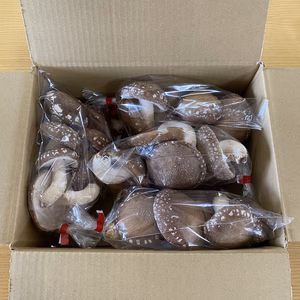 原木生しいたけ!(無選別)約1kg!60サイズ!