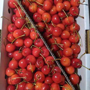 さくらんぼ紅秀峰Mサイズ