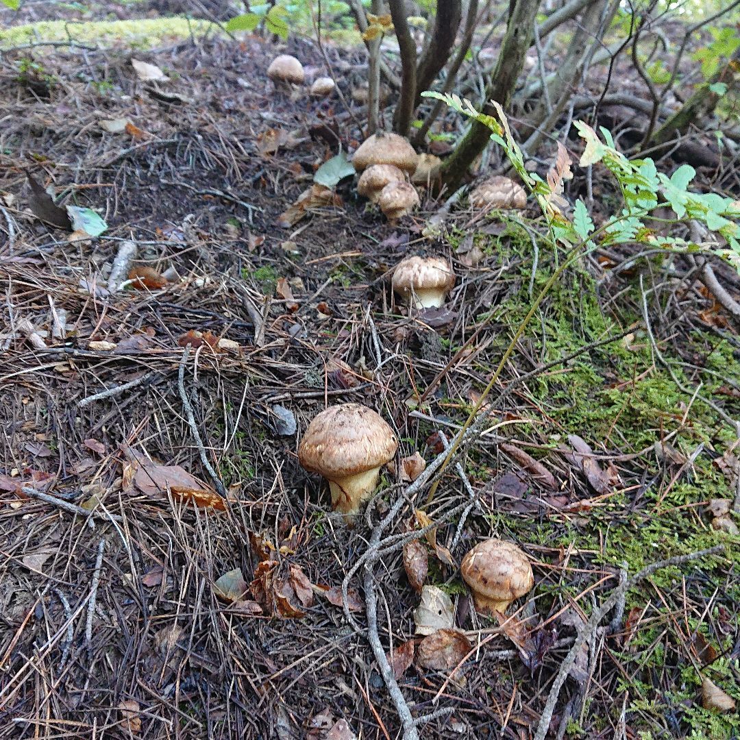 岩手三陸産 松茸400g(豊作のため発送時は480g以上入れています)｜野菜