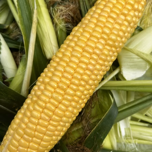 寺畑農園のサニーショコラ