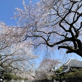 サカ