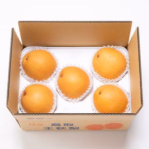 随時発送中！鳥取県_王秋(おうしゅう)梨_たにがみ農園