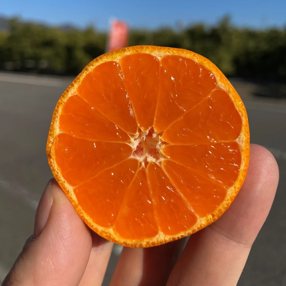 【２本×２セット】越冬完熟みかん、清見オレンジ１００％無添加ジュースセット