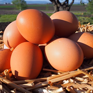 北海道平飼い有精卵(常温便)『ぽっけのたまご』