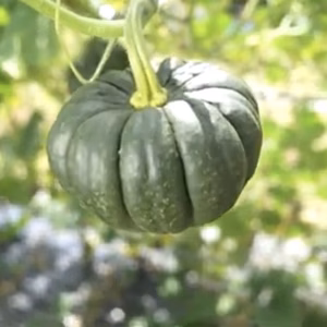 【満天☆青空レストランで紹介！】小菊かぼちゃが入った野菜セット(数量限定！)
