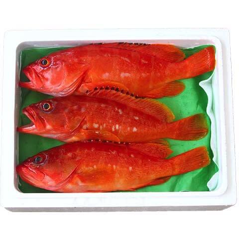 送料無料 あっさり上品な味わいの高級魚アカハタ １kg 農家漁師から産地直送の通販 ポケットマルシェ