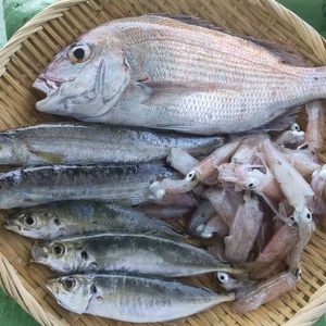 訳あり未利用魚1.5㌔以上