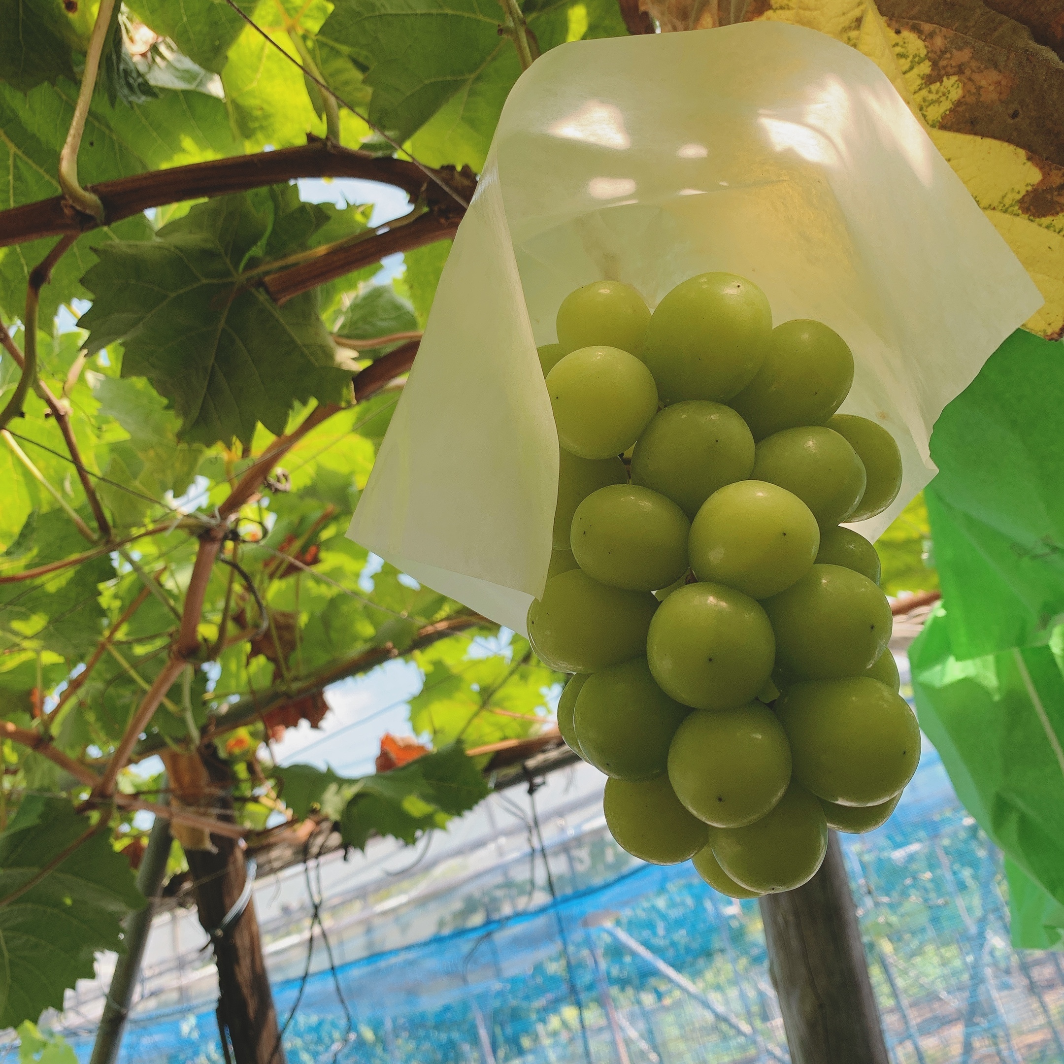 大阪府羽曳野市｜優樹農園｜真銅 慧さんの生産者プロフィール