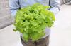 フワッとやわらか リーフレタス ☆4個セット☆