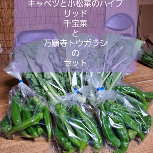 キャベツと小松菜のハイブリッド品種。サラダ千宝菜と万願寺とうがらしのセット
