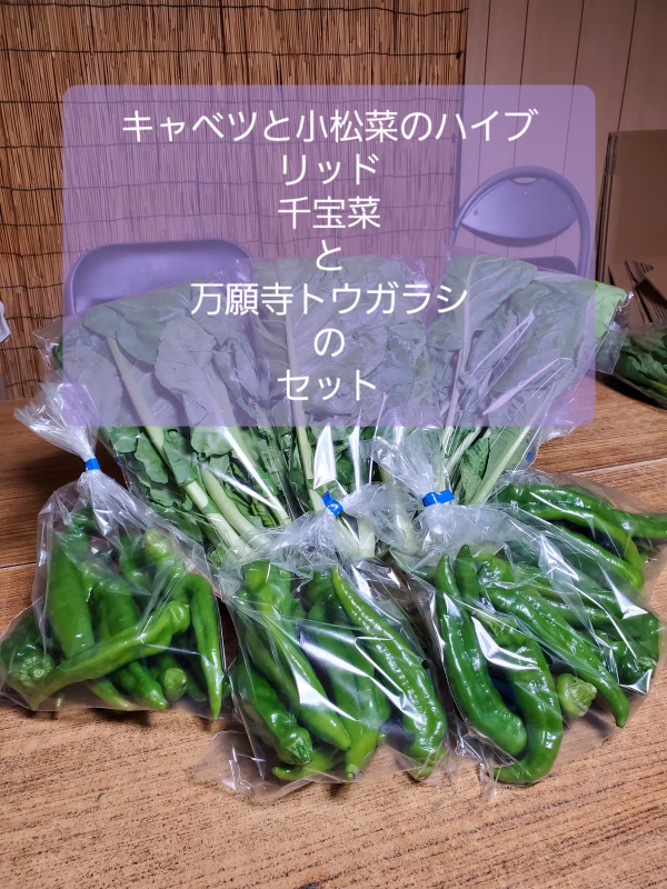 キャベツと小松菜のハイブリッド品種。サラダ千宝菜と万願寺とうがらしのセット