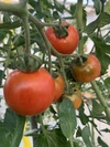 ミニトマト、中玉トマトセット。(プチぷよを含む3〜5品種)