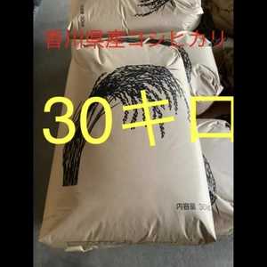 令和5年度産新米香川県産コシヒカリ玄米30キロ　只今送料割引中ー‼️