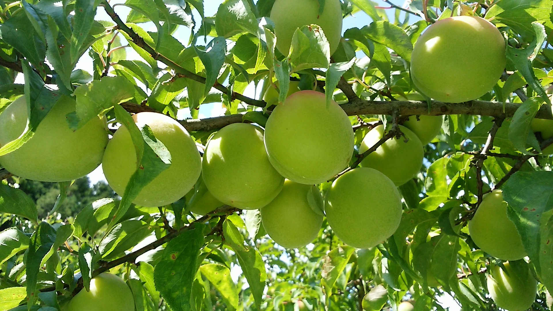 6月中下旬発送】【２Ｌ】紀州南高梅青梅｜果物の商品詳細｜ポケット