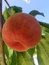 【BiancaFarm】フルーツ王国山形で育てた桃（なつおとめ）